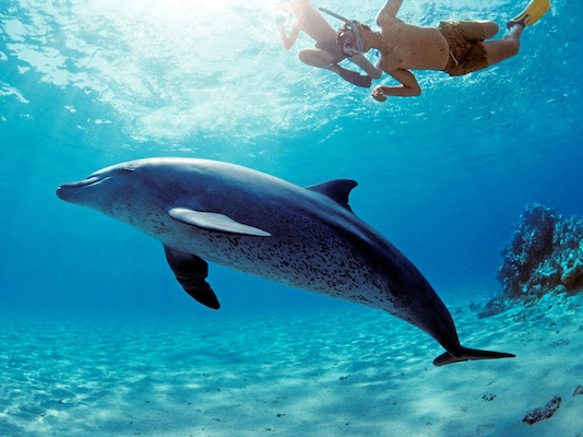 Hurghada: Dolphin house Snorkeling Trip