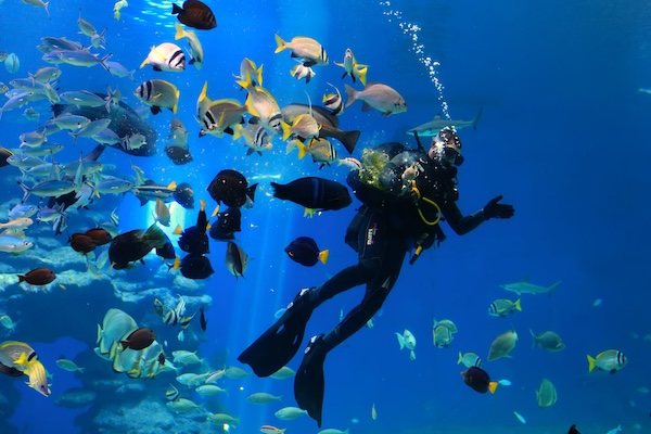 Hurghada Scuba Diving in Red Sea